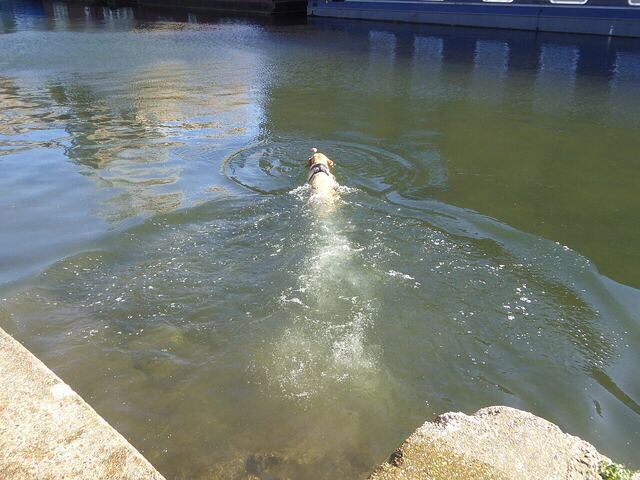 Ein hellbrauner Hund schwimmt in einem Kanal auf einen Ball zu; Symbolfoto.