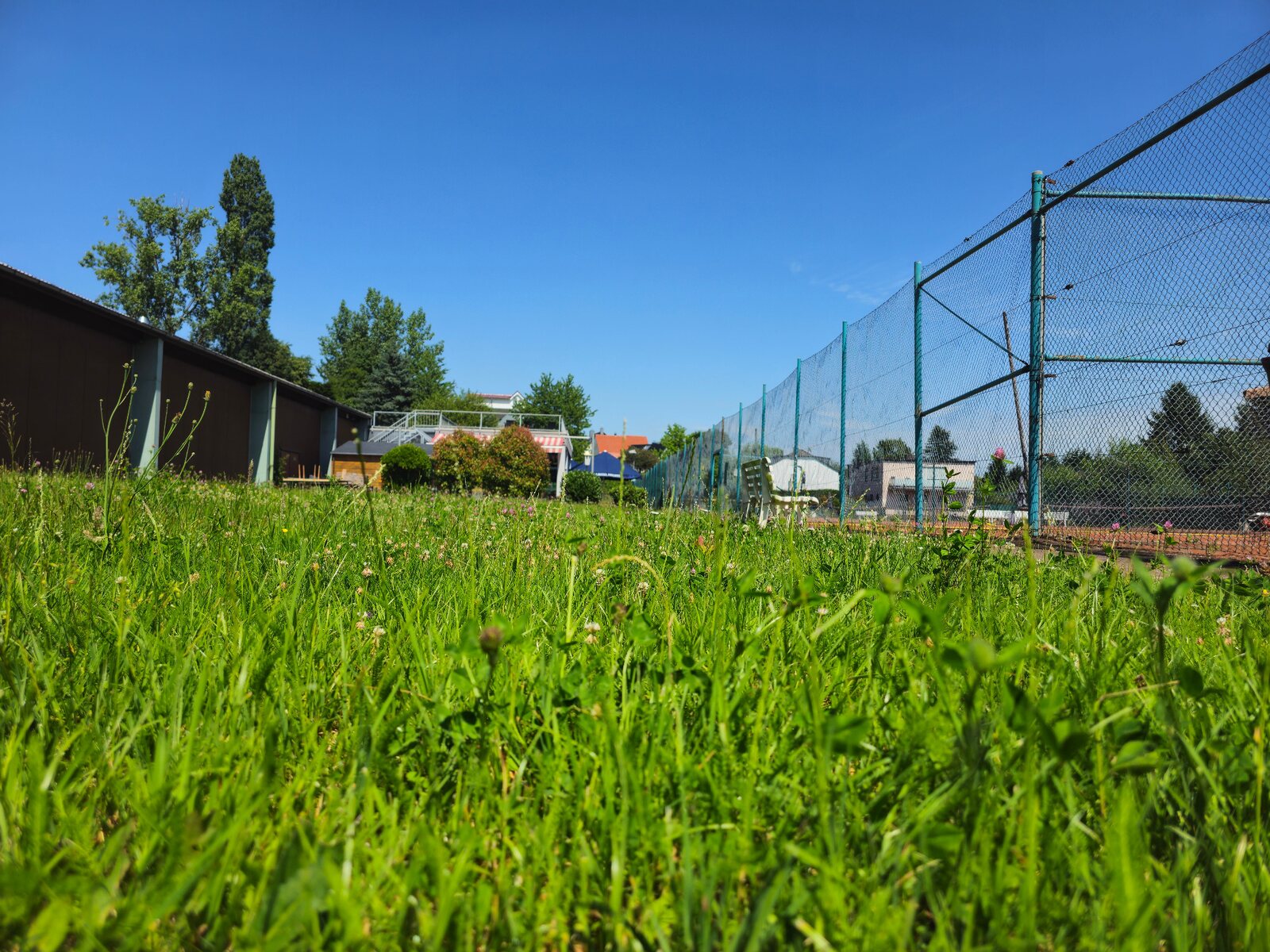 Wiese mit blühendem Klee entlang des Zauns der Tennisplätze.